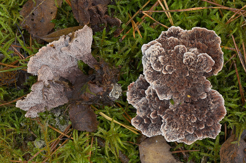 Hydnellum scrobiculatum